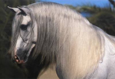 Romeo