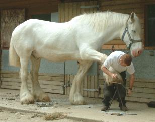 Belka