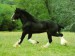 Blacken Contesa